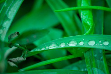 Parkın arka planında yapraklar ve su damlaları var. 