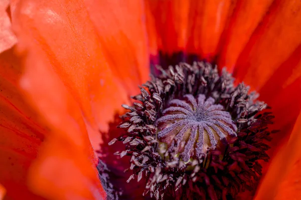 Flor Papoula Grande Vermelha Jardim — Fotografia de Stock