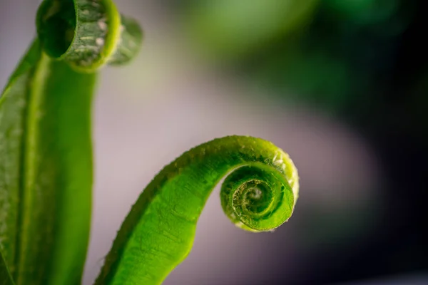 Schöne Farnblätter Auf Natürlichem Hintergrund — Stockfoto