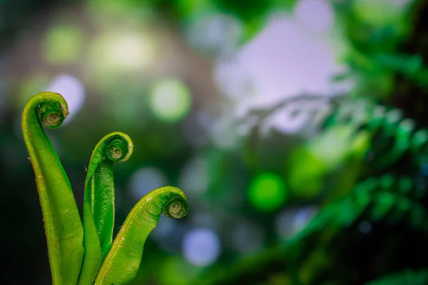 Schöne Farnblätter Auf Natürlichem Hintergrund — Stockfoto