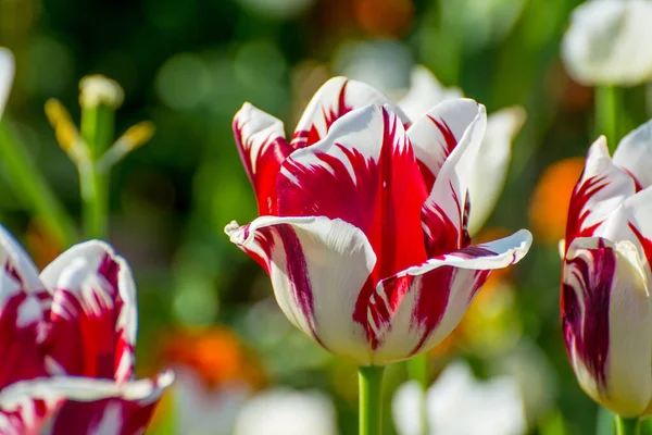 Belles Tulipes Colorées Dans Jardin Printemps — Photo