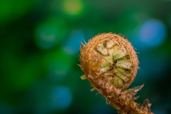 Schöne Farnblätter Auf Natürlichem Hintergrund — Stockfoto