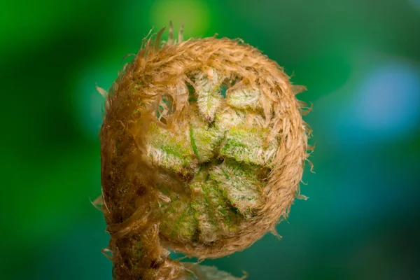 Schöne Farnblätter Auf Natürlichem Hintergrund — Stockfoto