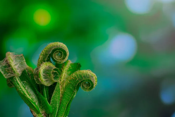 Schöne Farnblätter Auf Natürlichem Hintergrund — Stockfoto