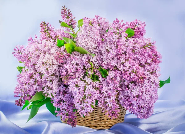 Beautiful Pink Lilac Branch Flower — Stock Photo, Image
