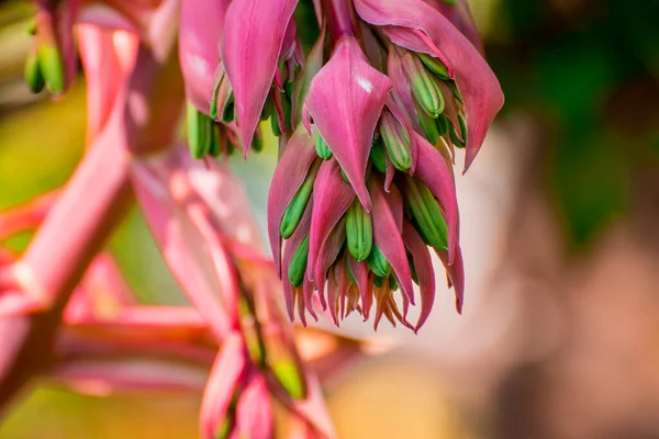 Belles Fleurs Printanières Dans Parc — Photo