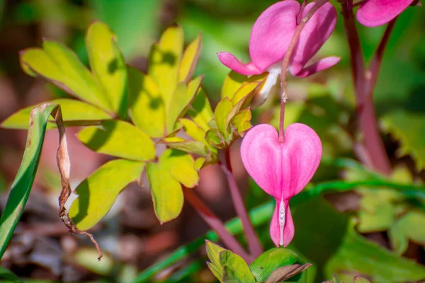 Vackra Vårblommor Parken — Stockfoto