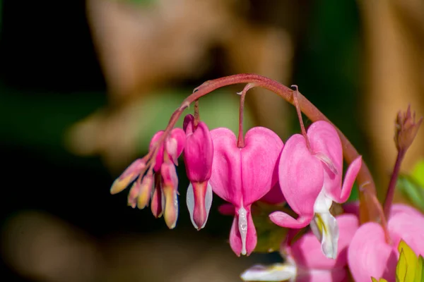 Bellissimi Fiori Primaverili Nel Parco — Foto Stock