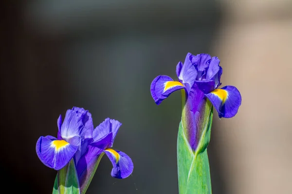 春の庭の青い虹彩 — ストック写真