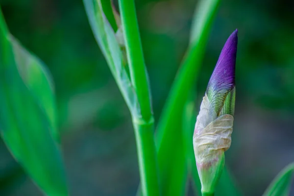 Blaue Iris Frühlingsgarten — Stockfoto