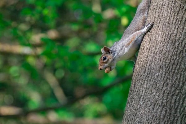 Squirrel Park Sunny Day — Stock Photo, Image