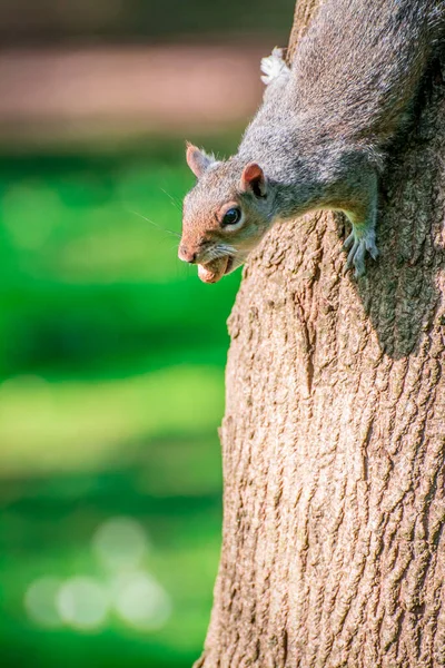 Scoiattolo Nel Parco Nella Giornata Sole — Foto Stock