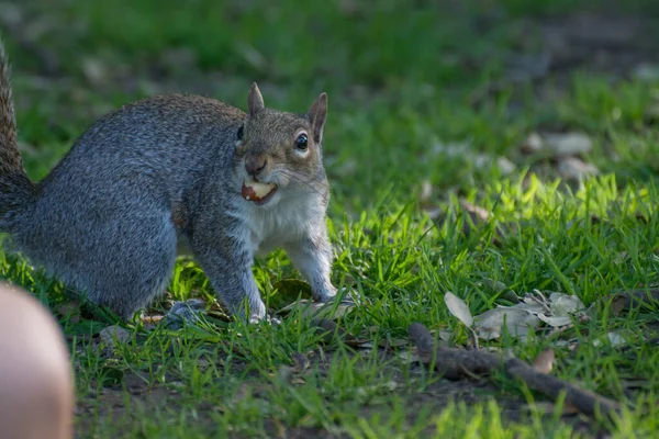 Eichhörnchen Park Sonnigen Tagen — Stockfoto