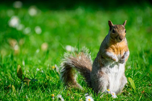 Orava Puistossa Aurinkoisena Päivänä — kuvapankkivalokuva