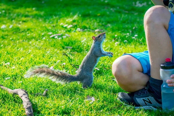 공원에 다람쥐 — 스톡 사진