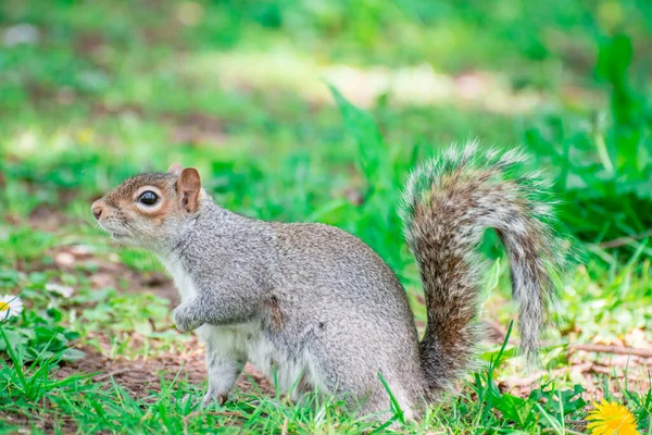 Orava Puistossa Aurinkoisena Päivänä — kuvapankkivalokuva