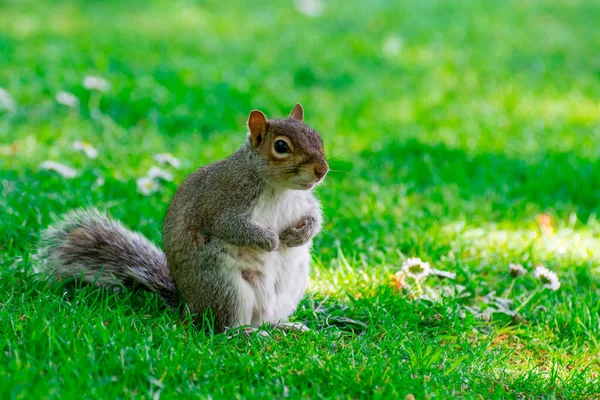 Orava Puistossa Aurinkoisena Päivänä — kuvapankkivalokuva