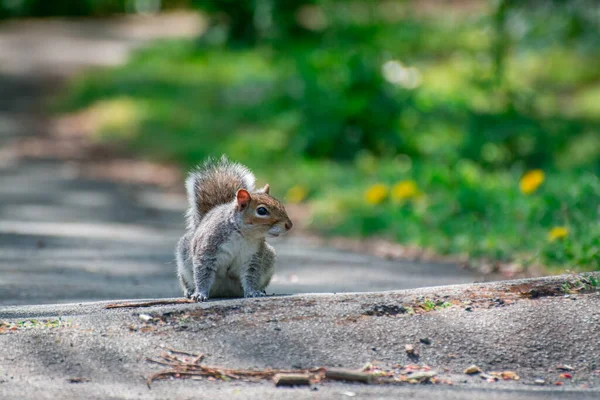 Scoiattolo Nel Parco Nella Giornata Sole — Foto Stock