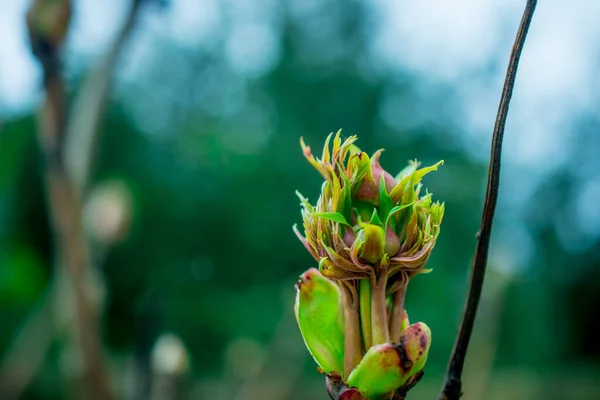 Schöne Frühlingsblumen Park — Stockfoto