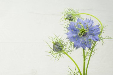 Beyaz arkaplanda altın küpeler