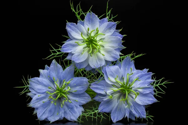 Siyah arkaplanda mavi çiçek