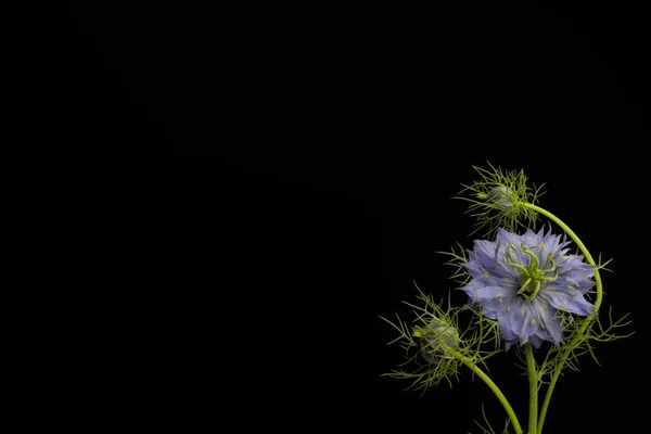 Hermosas Flores Amapola Sobre Fondo Negro — Foto de Stock