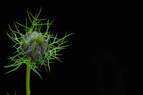 Hermosas Flores Amapola Sobre Fondo Negro — Foto de Stock