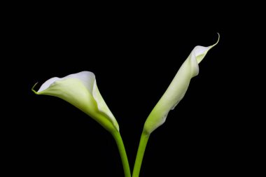 beautiful calla flowers on black background clipart