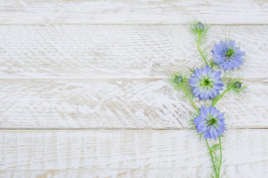 Kopya alanı ile parlak arkaplanda mavi çiçek 