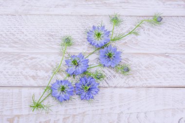 Kopya alanı olan beyaz arkaplanda mavi çiçek 