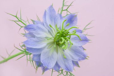 Kopya alanı olan beyaz arkaplanda mavi çiçek 