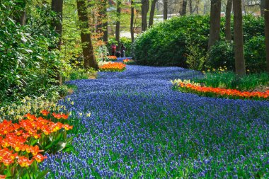 Parkta büyüyen renkli bahar çiçekleri
