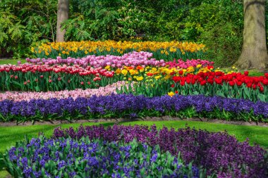 Parkta büyüyen güzel laleler, güneşli bir gün