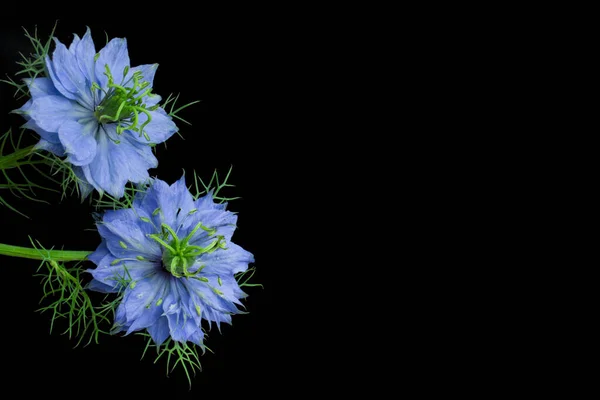 Hermosas Flores Amapola Sobre Fondo Negro — Foto de Stock