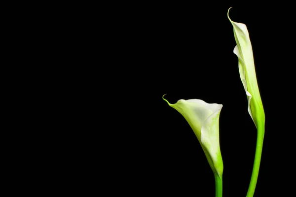 Krásné Calla Květiny Černém Pozadí — Stock fotografie