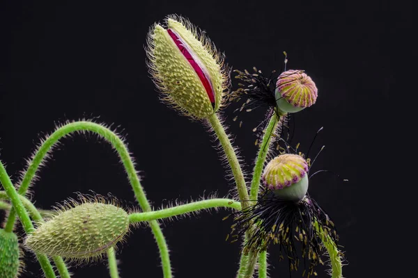 Flores Amapola Sobre Fondo Brillante — Foto de Stock