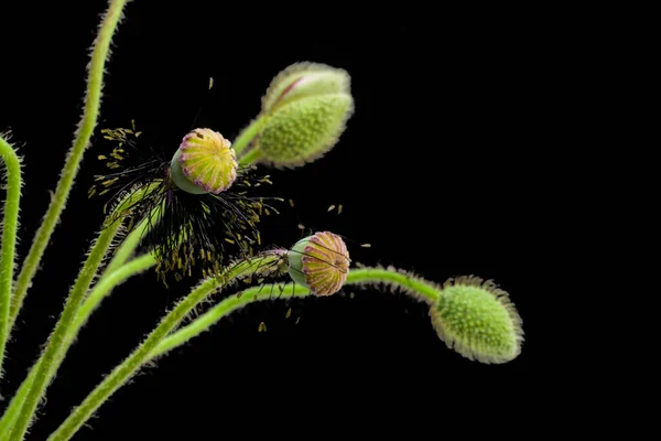 Flores Amapola Sobre Fondo Brillante — Foto de Stock