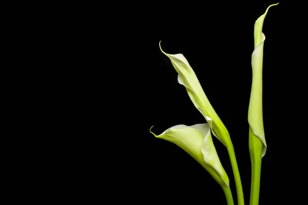 Weiße Calla Auf Schwarzem Hintergrund — Stockfoto