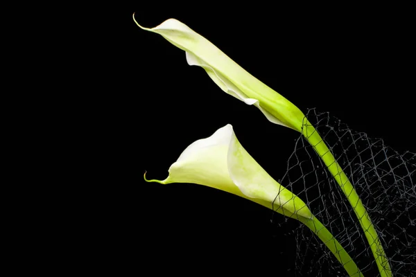 Белый Calla Черном Фоне — стоковое фото