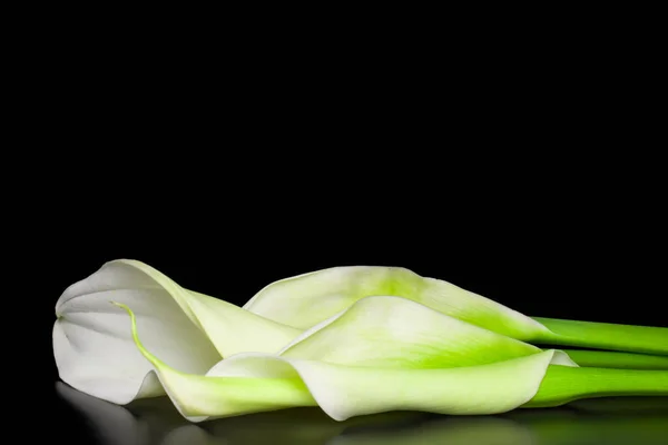 Weiße Calla Blüten Auf Schwarzem Hintergrund — Stockfoto