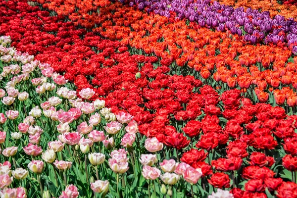 Красивые Нарциссы Тюльпаны Растут Парке Солнечный День — стоковое фото