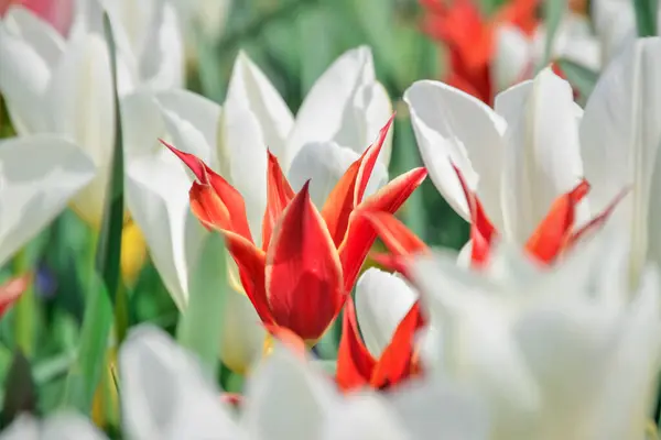 Beautiful Tulips Growing Park Sunny Day — Stock Photo, Image