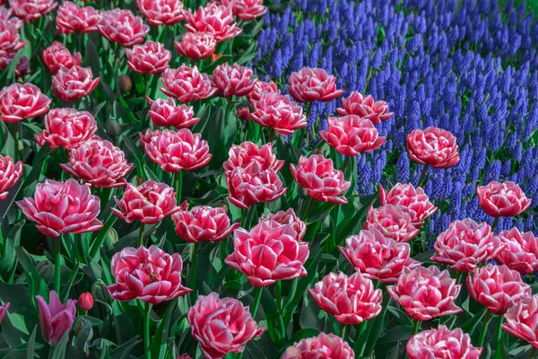 Piękne Tulipany Rosnące Parku Słoneczny Dzień — Zdjęcie stockowe