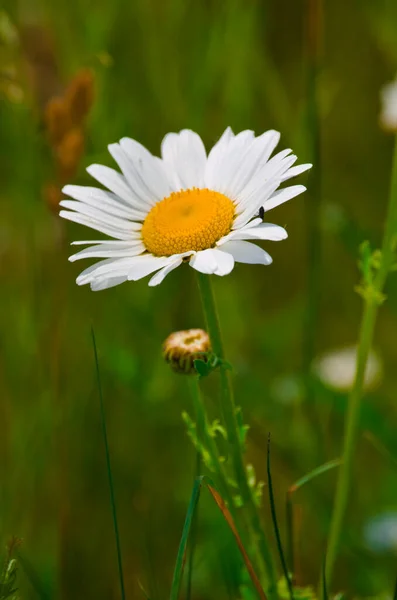 Beautiful Daisy Bloom Field — Stock Photo, Image