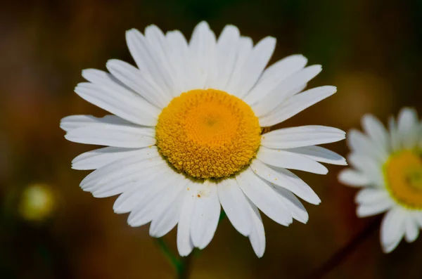 Beautiful Daisy Bloom Field — Stock Photo, Image