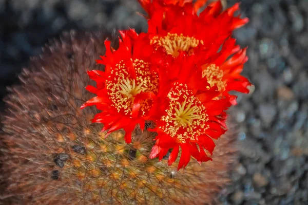 Kaktüsün Tepesinde Çiçek Açmış Güzel Bir Çiçek — Stok fotoğraf