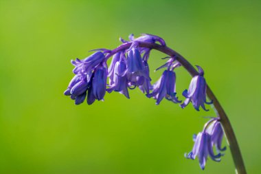 Bahar bahçesinde çiçek açan güzel mavi çiçekler.