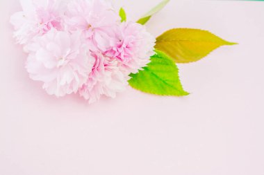 Pembe arka planda güzel sakura çiçekleri