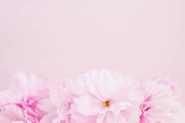 Pembe arka planda güzel sakura çiçekleri