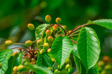 Dal üzerinde doğal yeşil kiraz